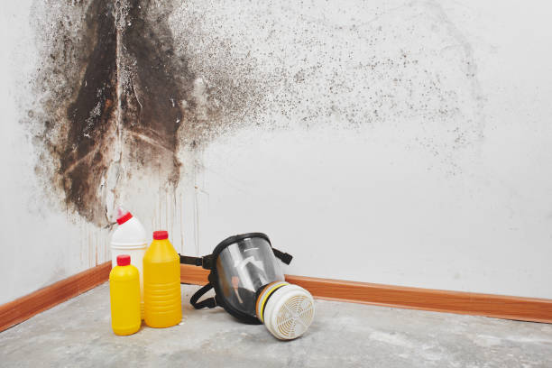 Trusted Mattoon, IL Mold Removal Experts