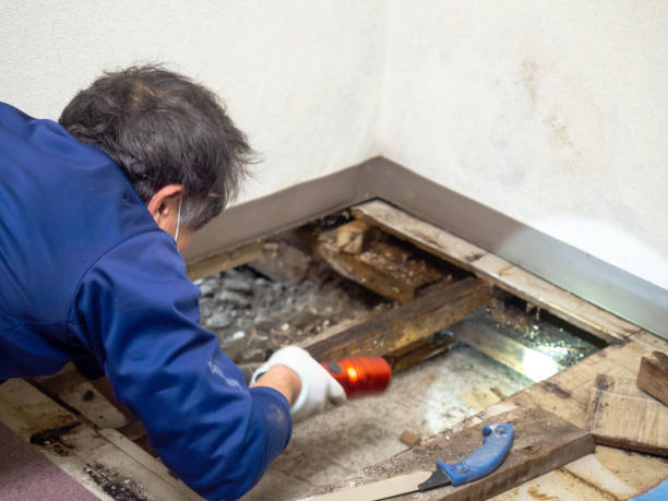 Best Certified Mold Removal  in Mattoon, IL