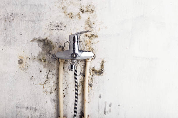 Office Mold Removal Services in Mattoon, IL