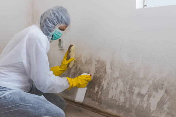 Mold Removal and Inspection in Mattoon, IL