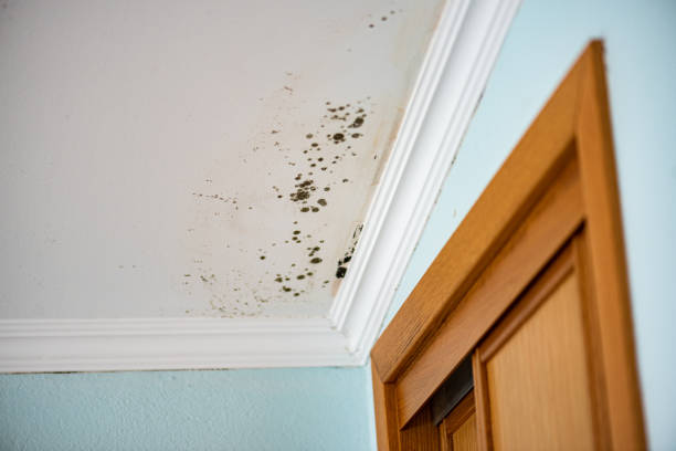 Best Local Mold Removal Service  in Mattoon, IL