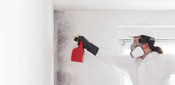 Best Mold Damage Repair  in Mattoon, IL