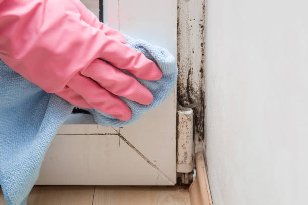 Best Home Mold Removal  in Mattoon, IL