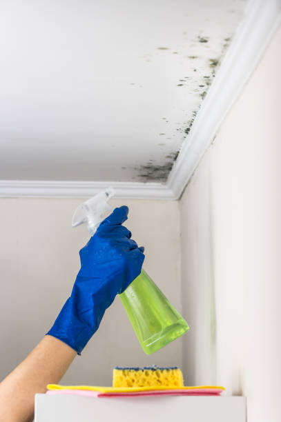 Best Attic Mold Removal  in Mattoon, IL
