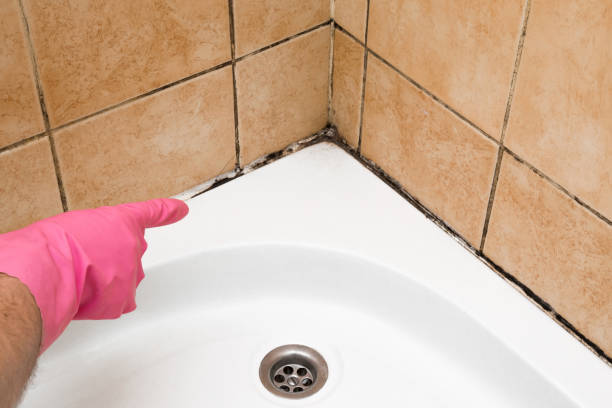Best Fast Mold Removal  in Mattoon, IL