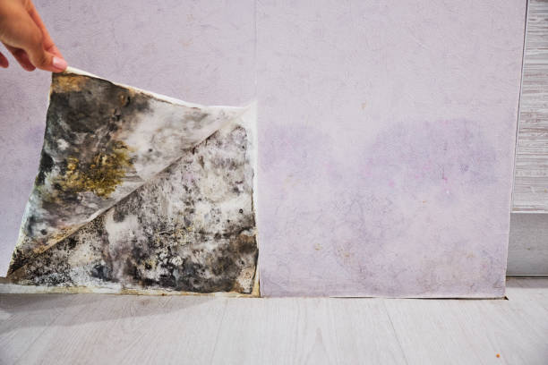 Best Mold Damage Repair  in Mattoon, IL